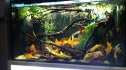 Aquarium Bettatümpel