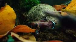 Besatz im Aquarium Bettatümpel