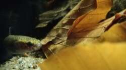 Besatz im Aquarium Bettatümpel