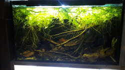 Aquarium Bettatümpel