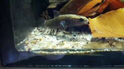 Besatz im Aquarium Bettatümpel