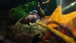 Besatz im Aquarium Bettatümpel