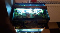 Aquarium Bettatümpel