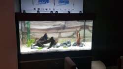 Aquarium Gewässer um Sarayaku