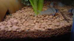 Corydoras leucomelas