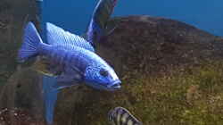 Scianochromis Fryeri 