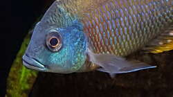 Otopharyx Tetrastigma 