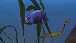 Scianochromis Fryeri 