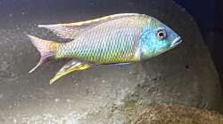 Besatz im Aquarium Malawi Lagoon