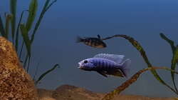 Scianochromis Fryeri 