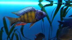 Protomelas Steveni Taiwan reef 