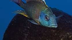 Aquarium Malawi Lagoon