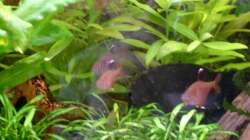 Besatz im Aquarium 200er (abgebaut)