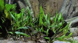 Pflanzen im Aquarium Büro 290