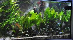 Pflanzen im Aquarium Büro 290