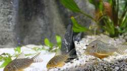 Besatz im Aquarium Büro 290