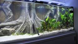 Dekoration im Aquarium Büro 290