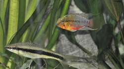 ´komisches´ Pärchen....