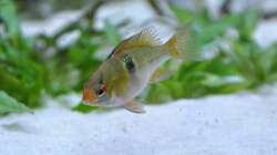 Schmetterlingsbuntbarsch