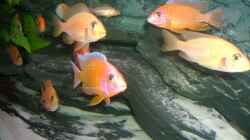 Besatz im Aquarium Becken 3764