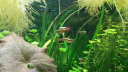 Kardinalfische (Tanichthys albonubes)