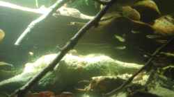 Besatz im Aquarium Becken 37738