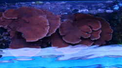 Besatz im Aquarium Becken 37754