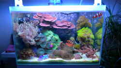 Aquarium Becken 37754