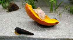 Orange Tylomelania und Wels beim Kürbis Essen