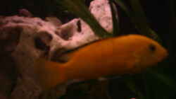 Labidochromis Cearalus M