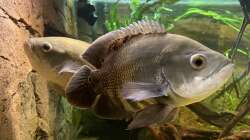 Besatz im Aquarium Amazonas