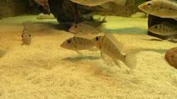 Besatz im Aquarium Amazonas