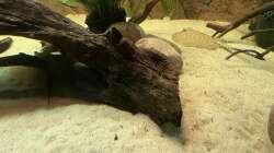 Besatz im Aquarium Amazonas