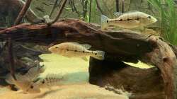 Dekoration im Aquarium Amazonas