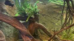 Dekoration im Aquarium Amazonas