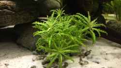 Pflanzen im Aquarium Wuselbecken "Asiastyle" -aufgelöst-