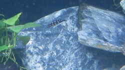 Bilder vom 6.1.19 Julidochromis transcritus Kissi