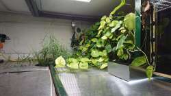 Oberhalb vom Becken wachsen Schilf, Efeutute sowie Monstera