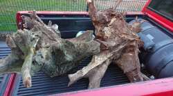 Wurzeln, nur die rechte ist rein gekommen