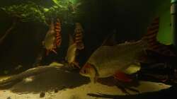 Nachtsalmler, Semaprochiladas taeniurus