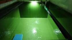 ist es nicht schön grün??? ;-)