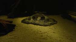 Motoro spec. Peru Weibchen