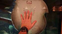 die große Dame die einziehen wird