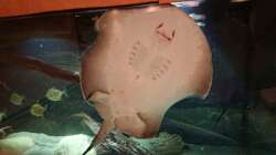 das alte Becken war 80 hoch.