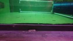 Aquarium Kellerpfütze