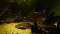 Nachtsalmler, Semaprochiladas taeniurus