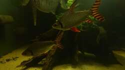 Aquarium Kellerpfütze