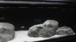 Besatz im Aquarium Brauche Hilfe bei Besatzung