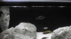 Besatz im Aquarium Brauche Hilfe bei Besatzung