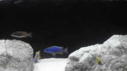 Besatz im Aquarium Brauche Hilfe bei Besatzung